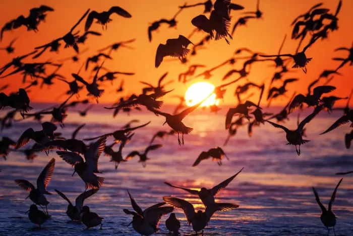 Framed Print : Large Flock of Birds Silhouetted Against Sunrise Framed Print : Large Flock of Birds Silhouetted Against Sunrise