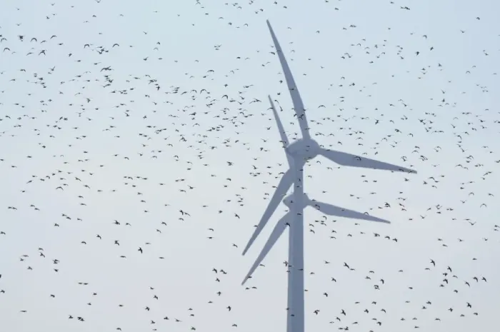 Framed Print : Large flock of birds in front of wind turbines, Fehmarn Island, Schleswig-Holstein, Germany Framed Print : Large flock of birds in front of wind turbines, Fehmarn Island, Schleswig-Holstein, Germany
