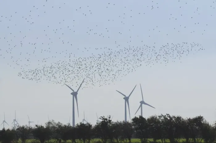 Framed Print : Large flock of birds in front of wind turbines, Fehmarn Island, Schleswig-Holstein, Germany Framed Print : Large flock of birds in front of wind turbines, Fehmarn Island, Schleswig-Holstein, Germany