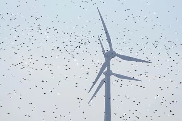 Large flock of birds in front of wind turbines, Fehmarn Island, Schleswig-Holstein, Germany