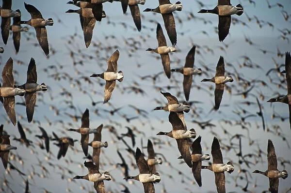 Large flock of brant geese in flight