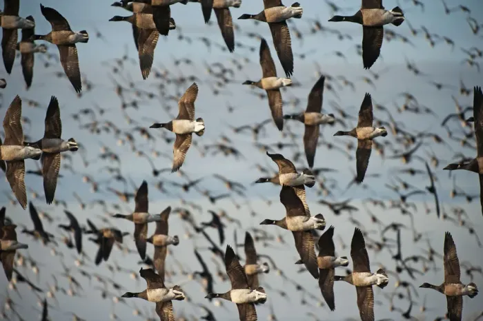 Framed Print : Large flock of brant geese in flight Framed Print : Large flock of brant geese in flight