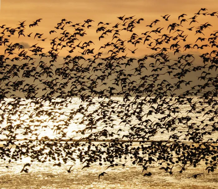 Framed Print : Large Flock of Dunlin Against Sunrise at Jones Beach