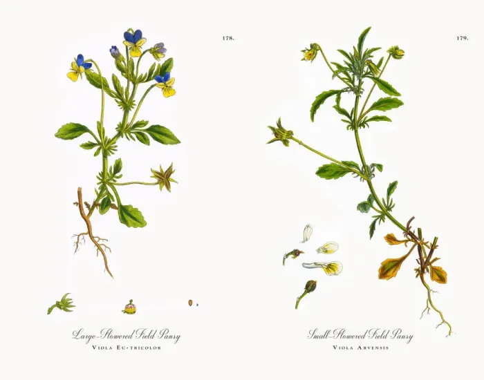 Framed Print : Large-Flowered Field Pansy, Viola Eu-tricolor, Victorian Botanical Illustration, 1863 Framed Print : Large-Flowered Field Pansy, Viola Eu-tricolor, Victorian Botanical Illustration, 1863