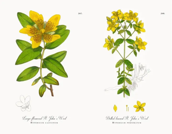 Framed Print : Large-flowered St. Johnas Wort, Hypericum calycinum, Victorian Botanical Illustration, 1863 Framed Print : Large-flowered St. Johnas Wort, Hypericum calycinum, Victorian Botanical Illustration, 1863