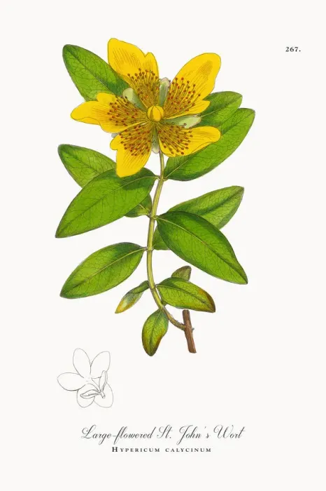 Framed Print : Large-flowered St. Johnas Wort, Hypericum calycinum, Victorian Botanical Illustration, 1863 Framed Print : Large-flowered St. Johnas Wort, Hypericum calycinum, Victorian Botanical Illustration, 1863