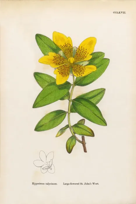 Framed Print : Large-flowered St. Johnas Wort, Hypericum calycinum, Victorian Botanical Illustration, 1863 Framed Print : Large-flowered St. Johnas Wort, Hypericum calycinum, Victorian Botanical Illustration, 1863