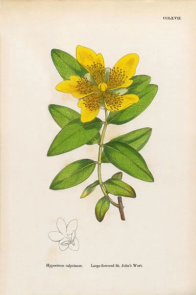 Large-flowered St. Johnas Wort, Hypericum calycinum, Victorian Botanical Illustration, 1863