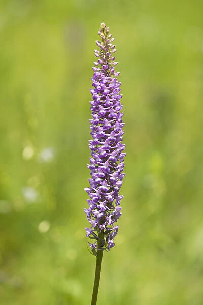 Large Fragrant Orchid -Gymnadenia conopsea-, flowering, Jena, Thuringia, Germany
