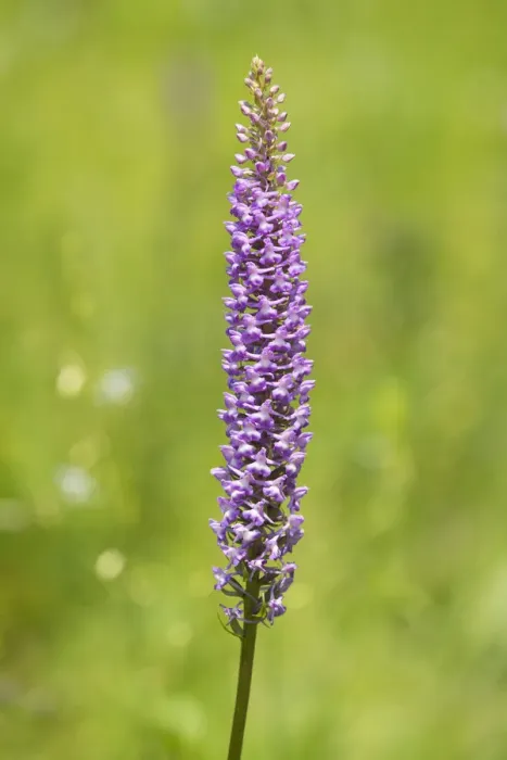 Framed Print : Large Fragrant Orchid -Gymnadenia conopsea-, flowering, Jena, Thuringia, Germany Framed Print : Large Fragrant Orchid -Gymnadenia conopsea-, flowering, Jena, Thuringia, Germany