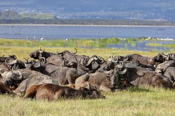 Large group of African buffalos -Syncerus caffer- lying at Lake Nakuru, Lake Nakuru National Park, Kenya, East Africa, Africa, PublicGround