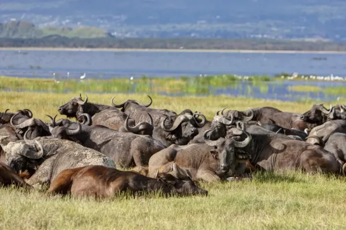 Framed Print : Large group of African buffalos -Syncerus caffer- lying at Lake Nakuru, Lake Nakuru National Park, Kenya, East Africa, Africa, PublicGround Framed Print : Large group of African buffalos -Syncerus caffer- lying at Lake Nakuru, Lake Nakuru National Park, Kenya, East Africa, Africa, PublicGround