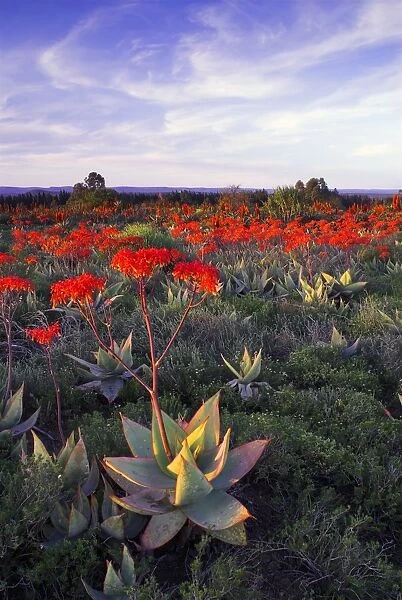 Large Group of Aloe Striata (Asphodelaceae) in Flower