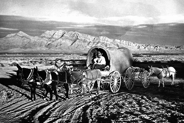 large group of animals, black & white, carriage, horse carriage, covered wagon, cowboy