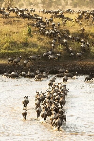 Large group of Wildebeest (Connochaetes taurinus) surges across the flooded Mara River in Serengeti National Park