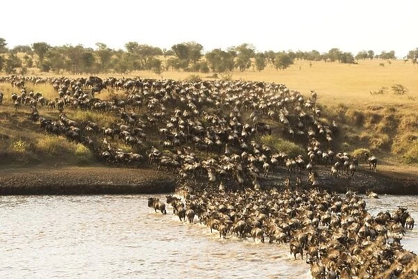 Large group of Wildebeest (Connochaetes taurinus) surge across the flooded Mara River in Serengeti National Park