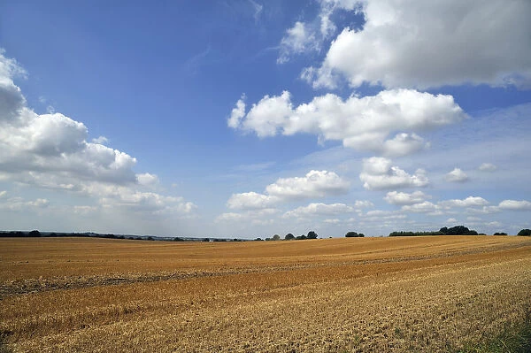 Large harvested wheat field with a cloudy sky, Othenstorf, Mecklenburg-Western Pomerania, Germany