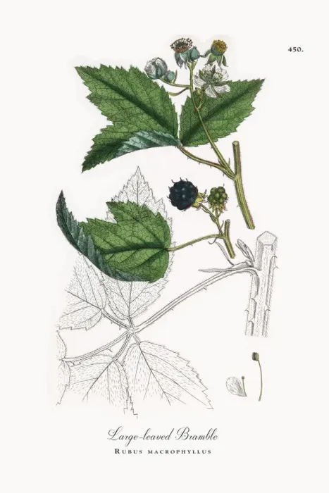 Framed Print : Large-leaved Bramble, Rubus macrophyllus, Victorian Botanical Illustration, 1863 Framed Print : Large-leaved Bramble, Rubus macrophyllus, Victorian Botanical Illustration, 1863