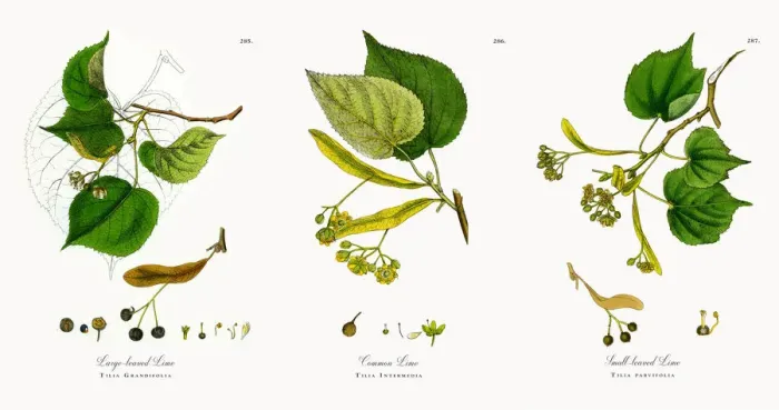 Framed Print : Large-leaved Lime, Tilia Grandifolia, Victorian Botanical Illustration, 1863 Framed Print : Large-leaved Lime, Tilia Grandifolia, Victorian Botanical Illustration, 1863