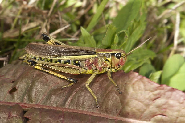 Large Marsh Grasshopper -Stethophyma grossum-, female, Untergroeningen, Baden-Wuerttemberg, Germany, Europe