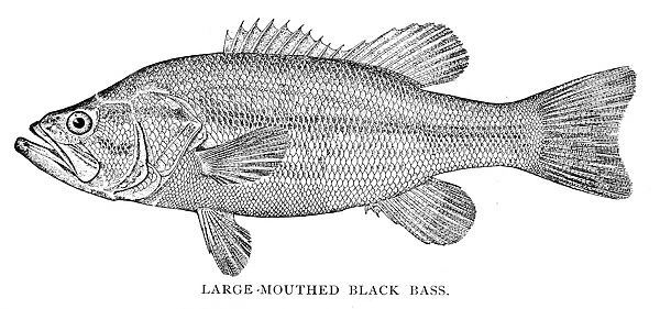 Large mouthed black bass engraving 1898