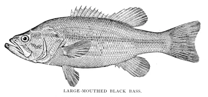 Framed Print : Large mouthed black bass engraving 1898 Framed Print : Large mouthed black bass engraving 1898