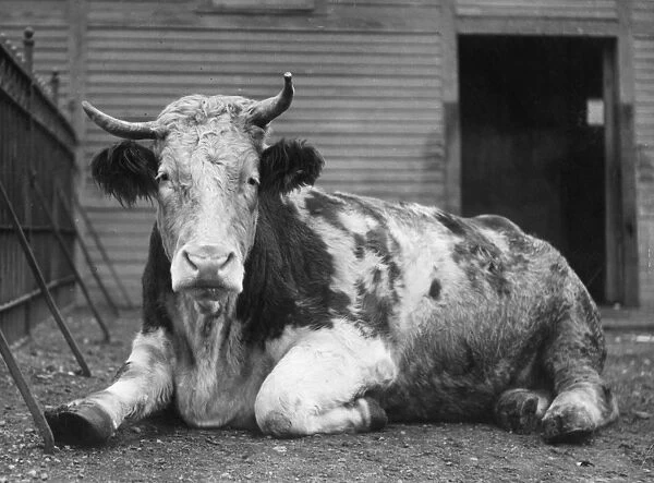 Large Ox. circa 1930: A Sieminthal Ox at Central Park zoo weighing 2400 lbs