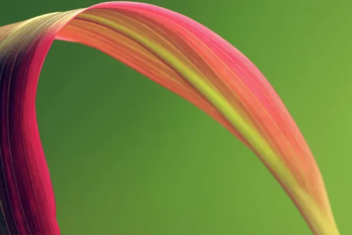 Framed Print : Large pink tropical leaf against avocado green background