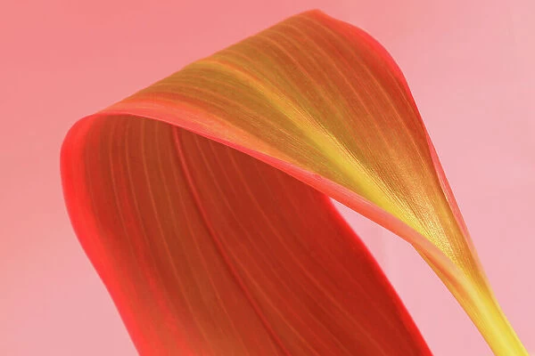 Large pinkish green tropical leaf against pink background