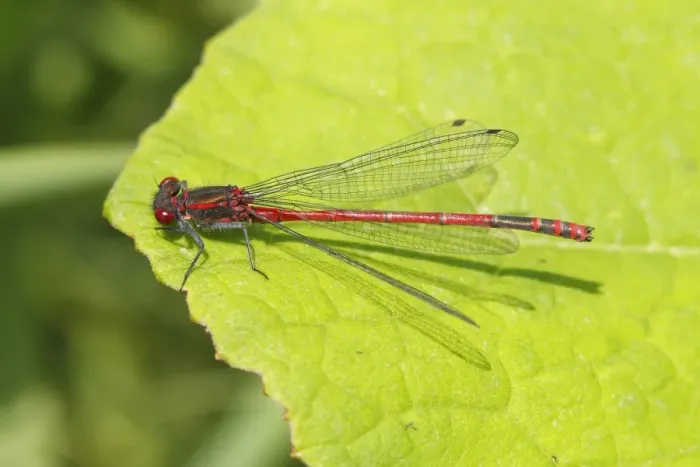 Framed Print : Large Red Damselfly -Pyrrhosoma nymphula-, male resting on a leaf, Wiederstein, Neunkirchen, North Rhine-Westphalia, Germany Framed Print : Large Red Damselfly -Pyrrhosoma nymphula-, male resting on a leaf, Wiederstein, Neunkirchen, North Rhine-Westphalia, Germany