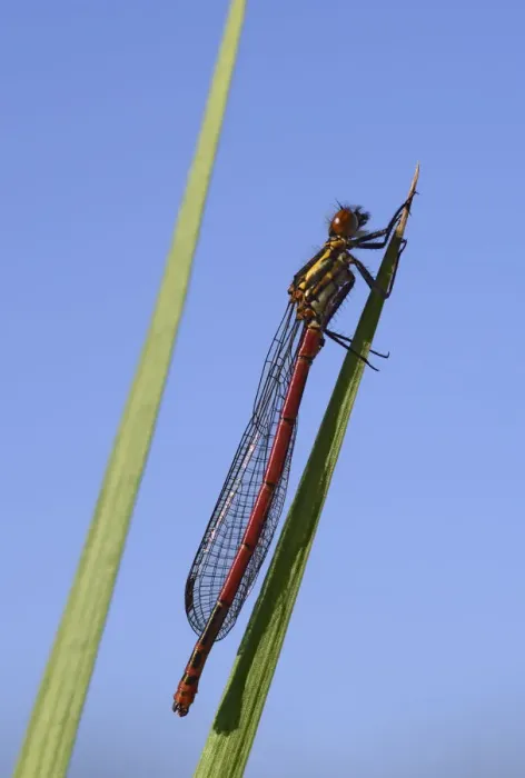 Framed Print : Large Red Damselfly -Pyrrhosoma nymphula-, male, Bavaria, Germany Framed Print : Large Red Damselfly -Pyrrhosoma nymphula-, male, Bavaria, Germany