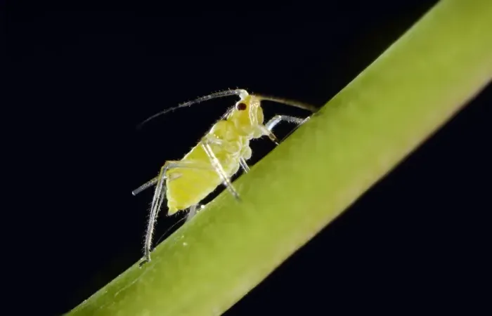 Framed Print : Large Rose Aphid -Macrosiphum rosae-, pest, Baden-Wurttemberg, Germany Framed Print : Large Rose Aphid -Macrosiphum rosae-, pest, Baden-Wurttemberg, Germany