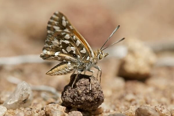 Large Silver-spotted Copper -Trimenia argyroplaga-, indigenous butterfly species of South Africa, Naries, Namaqualand, South Africa, Africa