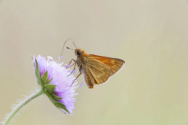 Large Skipper Butterfly -Ochlodes venatus-, Bavaria, Germany