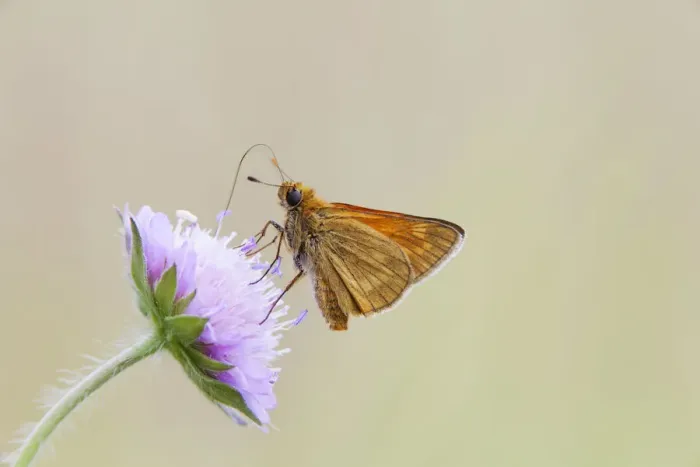 Framed Print : Large Skipper Butterfly -Ochlodes venatus-, Bavaria, Germany Framed Print : Large Skipper Butterfly -Ochlodes venatus-, Bavaria, Germany