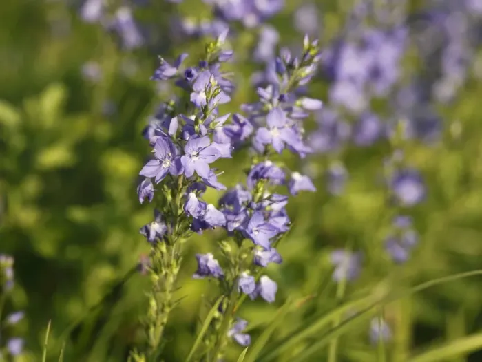 Framed Print : Large Speedwell (Veronica teucrium), Bavaria, Germany, Europe Framed Print : Large Speedwell (Veronica teucrium), Bavaria, Germany, Europe