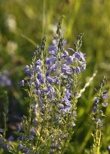 Large Speedwell (Veronica teucrium), Bavaria, Germany, Europe
