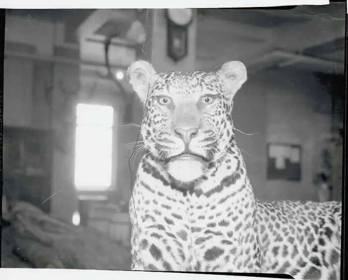 Framed Print : Large Stuffed Leopard Framed Print : Large Stuffed Leopard