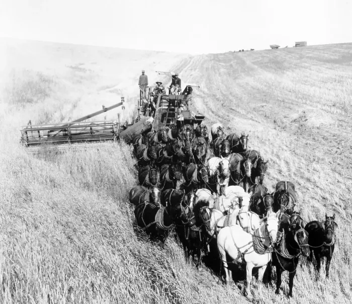 Framed Print : Large Team of Horses Pulling Thresher Framed Print : Large Team of Horses Pulling Thresher