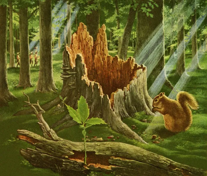 Framed Print : Large Tree Stump in a Forest Framed Print : Large Tree Stump in a Forest