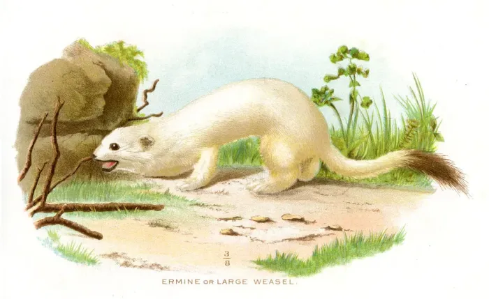 Framed Print : Large weasel lithograph 1897 Framed Print : Large weasel lithograph 1897