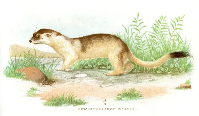 Framed Print : Large weasel lithograph 1897 Framed Print : Large weasel lithograph 1897