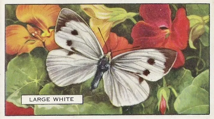 tobacco butterfly Collection of Seventy 70 and Moth Silks Merian 1771, Pl. 36, Tobacco