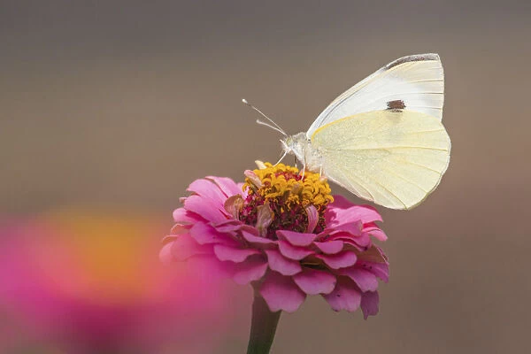 Large White butterfly -Pieris brassicae- on Common Zinnia -Zinnia elegans-