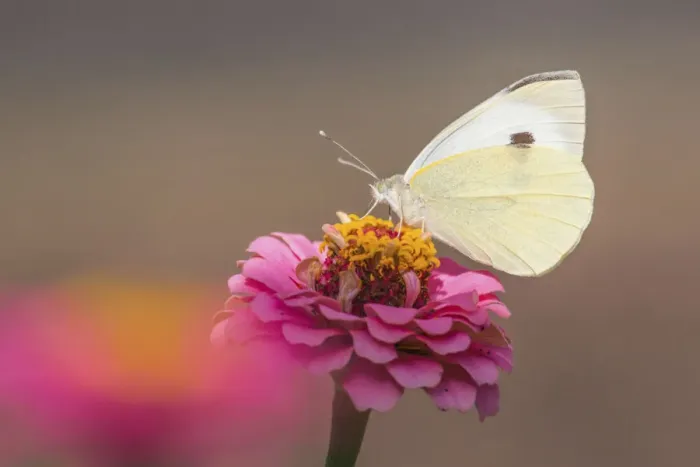 Framed Print : Large White butterfly -Pieris brassicae- on Common Zinnia -Zinnia elegans- Framed Print : Large White butterfly -Pieris brassicae- on Common Zinnia -Zinnia elegans-