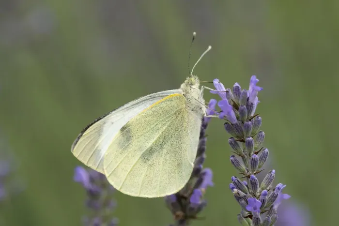 Framed Print : Large White -Pieris brassicae-, Hesse, Germany Framed Print : Large White -Pieris brassicae-, Hesse, Germany