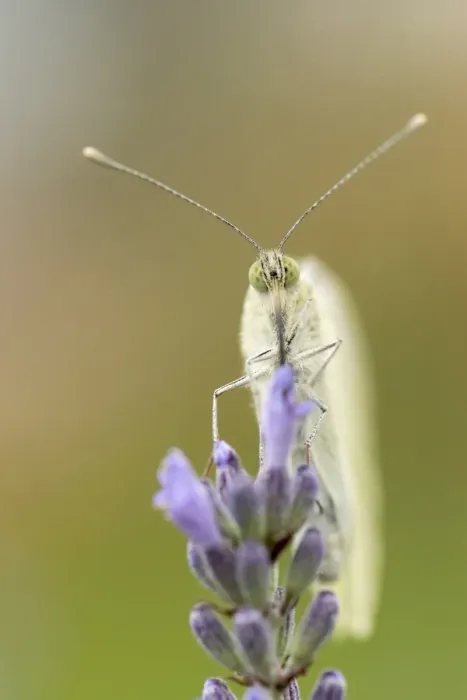Framed Print : Large White -Pieris brassicae-, Hesse, Germany Framed Print : Large White -Pieris brassicae-, Hesse, Germany