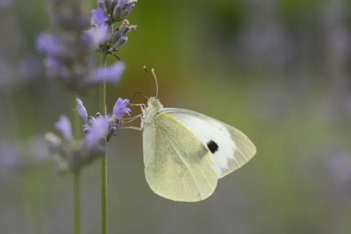 Framed Print : Large White -Pieris brassicae-, Hesse, Germany