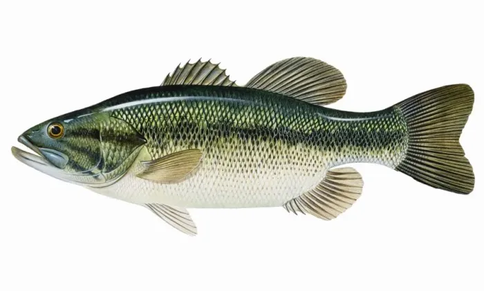 Framed Print : Largemouth Bass (Micropterus salmoides) Framed Print : Largemouth Bass (Micropterus salmoides)