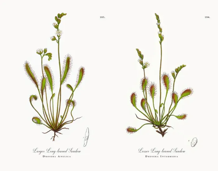 Framed Print : Larger Long-leaved Sundew, Drosera Anglica, Victorian Botanical Illustration, 1863 Framed Print : Larger Long-leaved Sundew, Drosera Anglica, Victorian Botanical Illustration, 1863